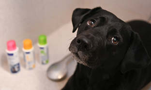 Lag din egen hundesalong: Slik bader du hunden din